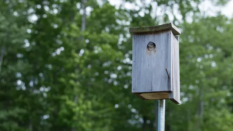 A small bird pokes its head out of a birdfeeder