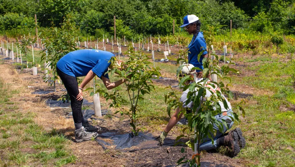 Three students work on planting chestnut trees outside