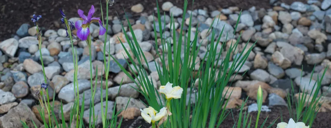 Different types of flowers growing in the rain garden