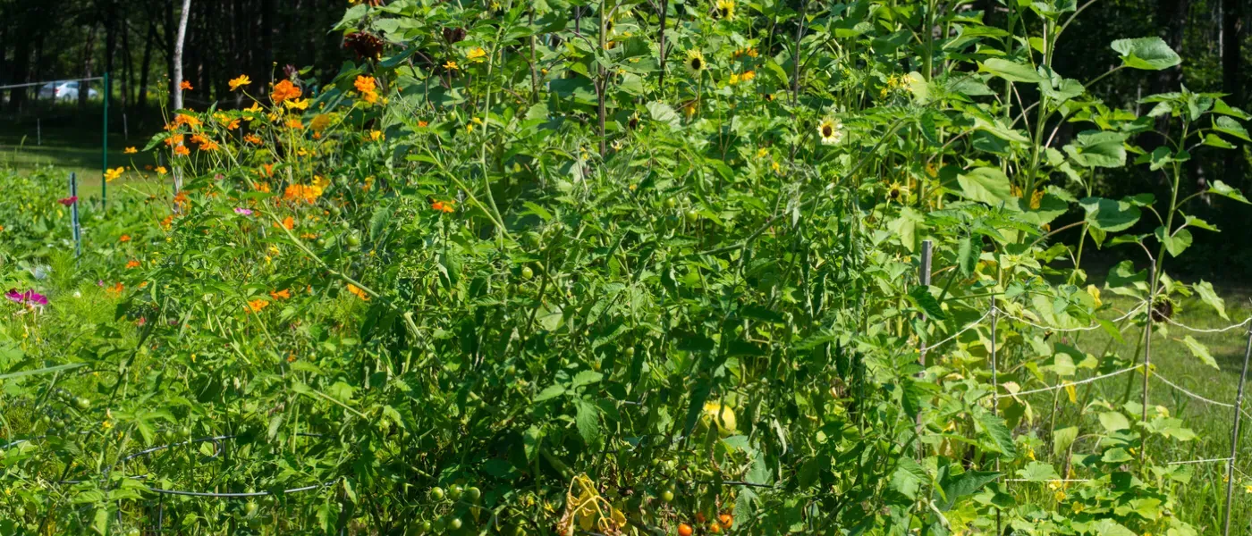 community garden